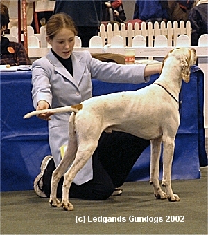 4th Post Graduate Dog